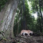 A la découverte des derniers jaguars de la péninsule d’Osa avec Tico Haroutiounian !
