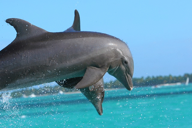 nager_avec_les_dauphins
